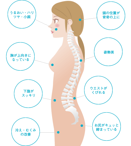 正確な骨格イメージ：うるいおい・ハリ・ツヤ・小顔・胸が上向きになっている・下腹がスッキリ・冷え・むくみの改善・頭の位置が背骨の上に・姿勢美・ウエストがくびれる・お尻がキュッと締まっている